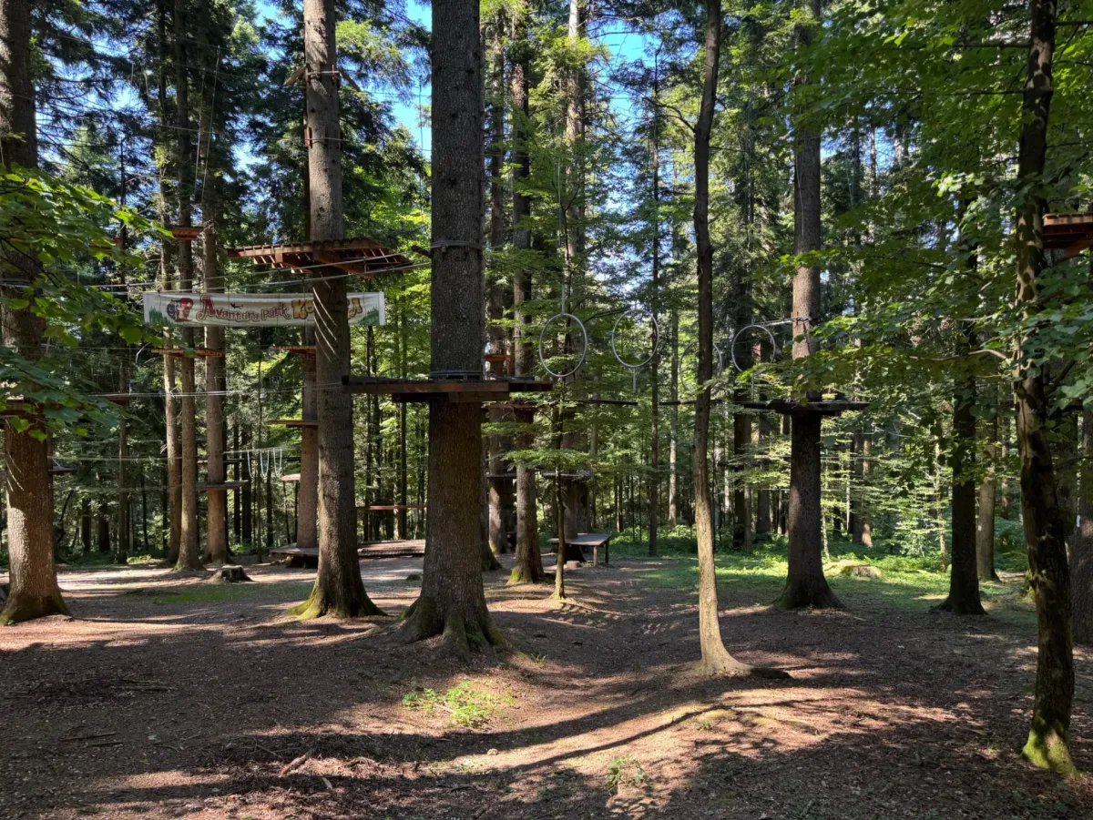 Ropes and platforms of a forest adventure course among tall trees.