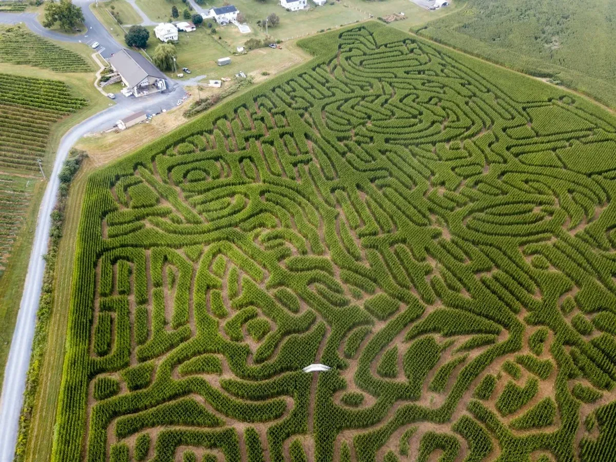 What Could Make a Corn Maze More Fun...?  Wine!