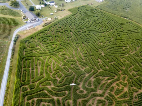What Could Make a Corn Maze More Fun...?  Wine!